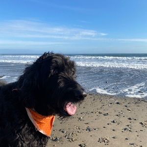 Meet your Posher, Trebor